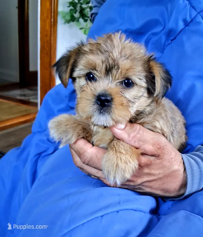Sophia – Yorkshire Terrier, Shorkie puppy for sale in Martinsville, VA