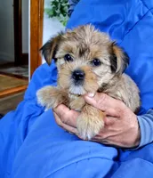 Sophia, a female Yorkshire Terrier and Shorkie for sale in Martinsville, VA – 1 of 4