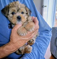 Sophia, a female Yorkshire Terrier and Shorkie for sale in Martinsville, VA – 2 of 4