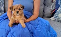 Sophia, a female Yorkshire Terrier and Shorkie for sale in Martinsville, VA – 3 of 4