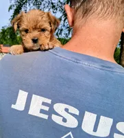 Sophia, a female Shorkie for sale in Martinsville, VA – 3 of 3