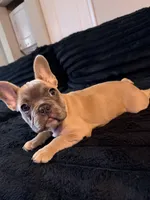 Blue Fawn, a female French Bulldog for sale in Orlando, FL – Photo 5 of 6