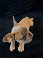 Blue Fawn, a female French Bulldog for sale in Orlando, FL – Photo 3 of 6