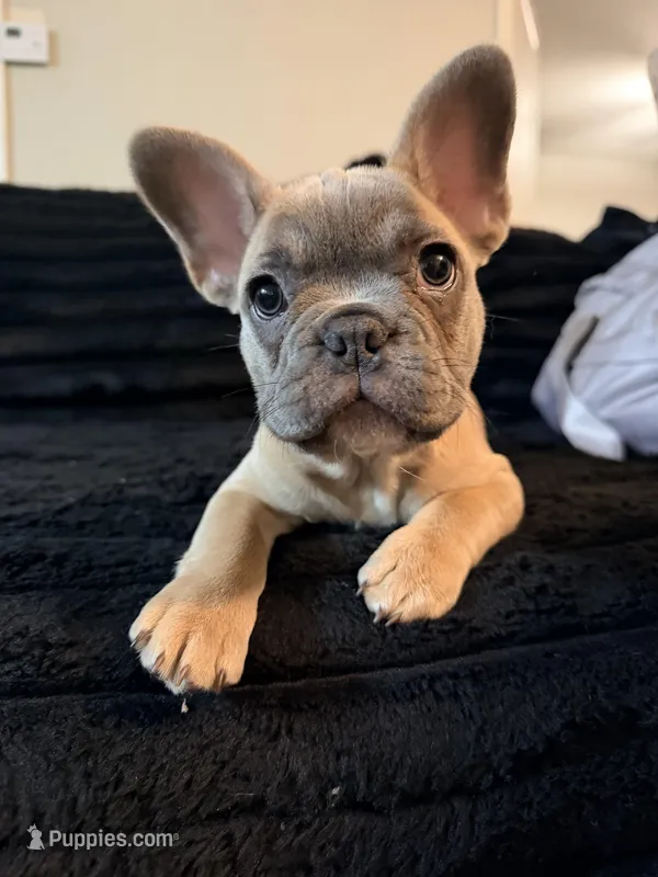 Blue Fawn, a female French Bulldog for sale in Orlando, FL – Photo 1 of 6