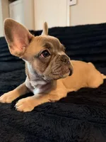 Blue Fawn, a female French Bulldog for sale in Orlando, FL – Photo 6 of 6