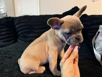 Blue Fawn, a female French Bulldog for sale in Orlando, FL – Photo 4 of 6