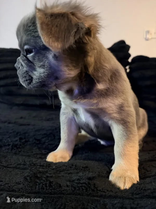 Blue Tri Color Full Fluffy