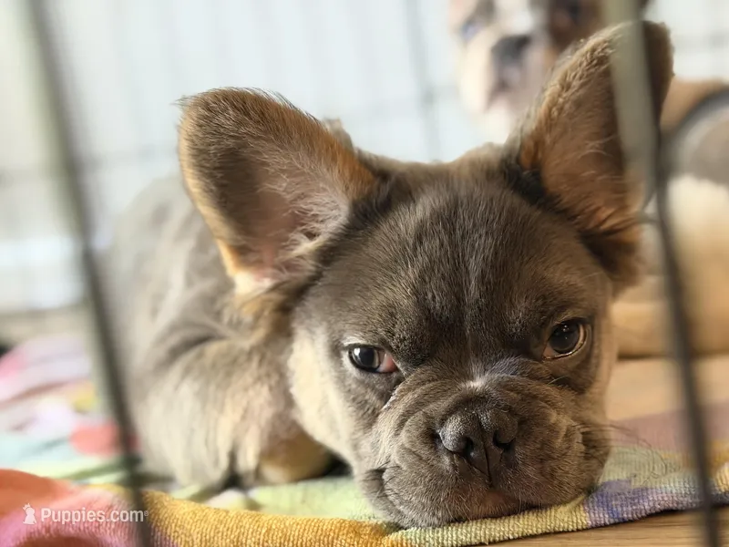 Blue Tri Color Full Fluffy – French Bulldog puppy for sale in Orlando, FL