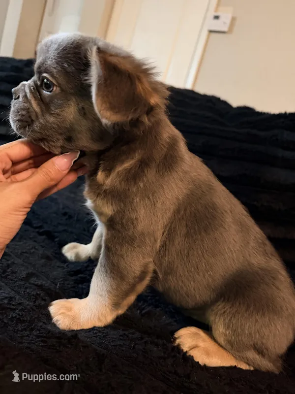 Blue Tri Color Full Fluffy