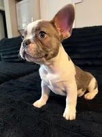 Pied, a male French Bulldog for sale in Orlando, FL – Photo 4 of 6