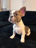 Pied, a male French Bulldog for sale in Orlando, FL – Photo 1 of 6