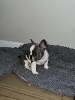 Pied, a male French Bulldog for sale in Orlando, FL – Photo 3 of 6