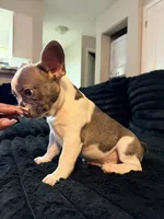 Pied, a male French Bulldog for sale in Orlando, FL – Photo 5 of 6