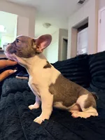 Pied, a male French Bulldog for sale in Orlando, FL – Photo 2 of 6