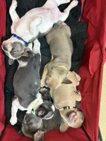 Fluffy Carriers , a male French Bulldog for sale in Orlando, FL – Photo 6 of 6