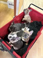 Fluffy Carriers , a male French Bulldog for sale in Orlando, FL – Photo 4 of 6