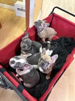 Fluffy Carriers , a male French Bulldog for sale in Orlando, FL – Photo 3 of 6