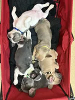 Fluffy Carriers , a male French Bulldog for sale in Orlando, FL – Photo 2 of 6