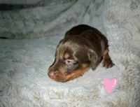 Daphne, a female Miniature Dachshund for sale in Mulberry, FL – 3 of 8