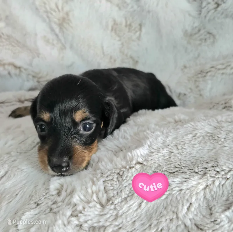 Fred – Miniature Dachshund puppy for sale in Mulberry, FL