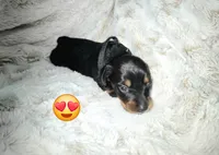 Shaggy, a male Miniature Dachshund for sale in Mulberry, FL – 5 of 5