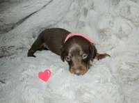 Velma, a female Miniature Dachshund for sale in Mulberry, FL – 2 of 5