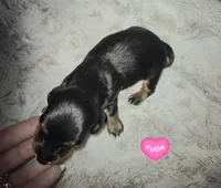 Fred, a male Miniature Dachshund for sale in Mulberry, FL – 4 of 7