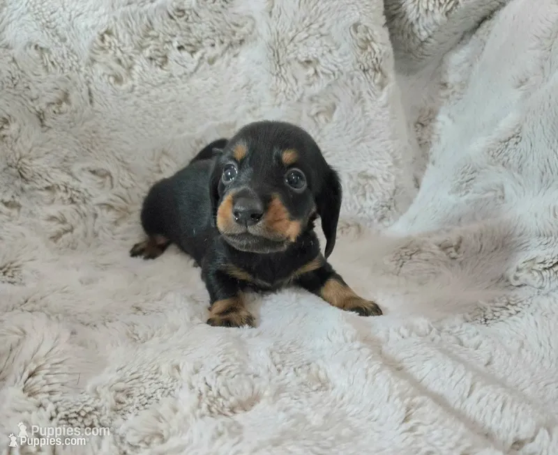 Fred – Miniature Dachshund puppy for sale in Mulberry, FL