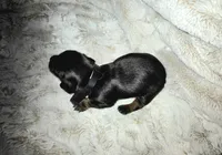 Fred, a male Miniature Dachshund for sale in Mulberry, FL – 3 of 7
