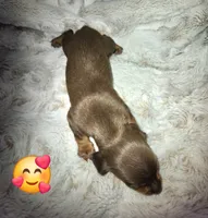 Scooby, a male Miniature Dachshund for sale in Mulberry, FL – 10 of 10