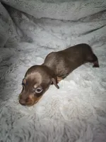 Scooby, a male Miniature Dachshund for sale in Mulberry, FL – 6 of 10