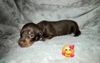 Scooby, a male Miniature Dachshund for sale in Mulberry, FL – 1 of 10