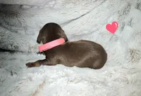 Velma, a female Miniature Dachshund for sale in Mulberry, FL – 4 of 5