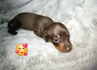 Scooby, a male Miniature Dachshund for sale in Mulberry, FL – 4 of 10