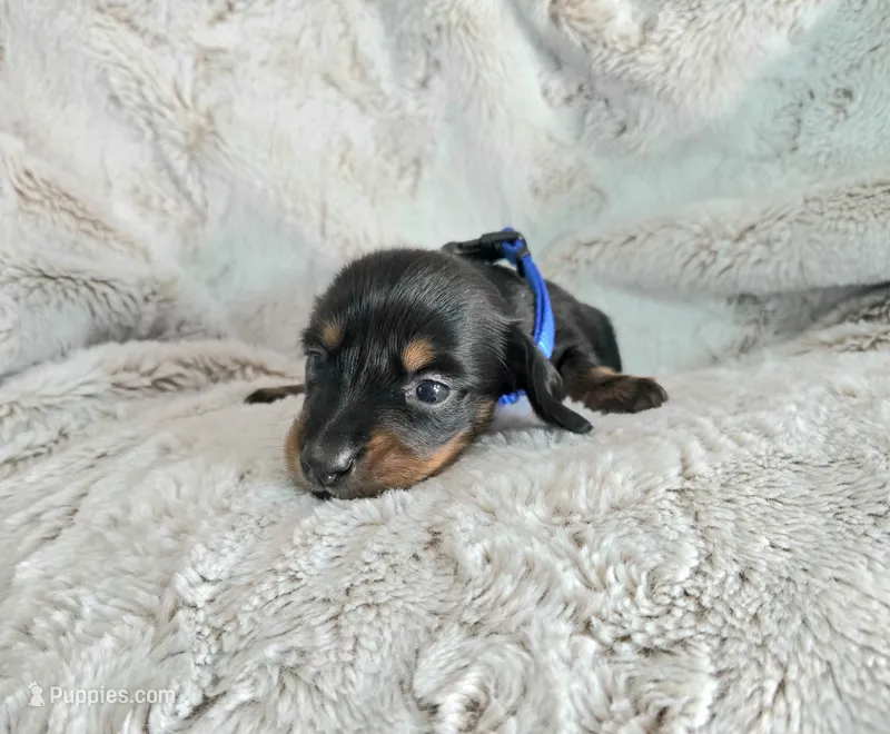 Shaggy – Miniature Dachshund puppy for sale in Mulberry, FL