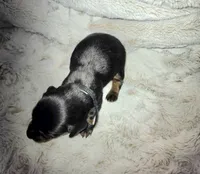 Fred, a male Miniature Dachshund for sale in Mulberry, FL – 2 of 7