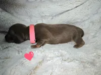 Velma, a female Miniature Dachshund for sale in Mulberry, FL – 3 of 5