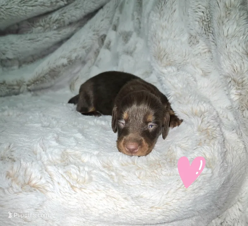 Daphne – Miniature Dachshund puppy for sale in Mulberry, FL