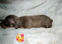 Scooby, a male Miniature Dachshund for sale in Mulberry, FL – 5 of 10