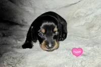 Fred, a male Miniature Dachshund for sale in Mulberry, FL – 6 of 7
