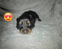 Shaggy, a male Miniature Dachshund for sale in Mulberry, FL – 3 of 5