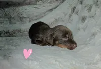 Daphne, a female Miniature Dachshund for sale in Mulberry, FL – 2 of 8