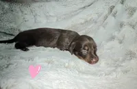 Daphne, a female Miniature Dachshund for sale in Mulberry, FL – 7 of 8