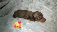 Scooby, a male Miniature Dachshund for sale in Mulberry, FL – 2 of 10