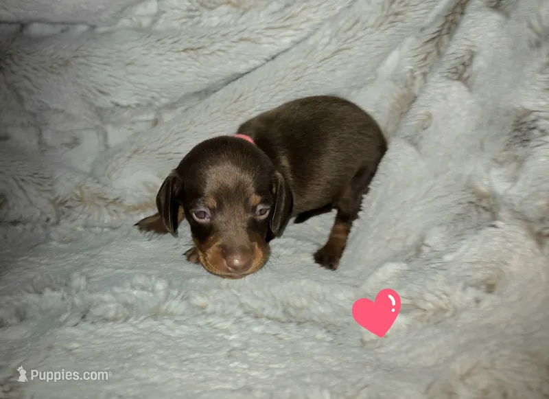 Velma – Miniature Dachshund puppy for sale in Mulberry, FL
