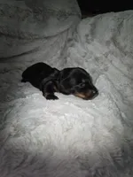Shaggy, a male Miniature Dachshund for sale in Mulberry, FL – 4 of 5