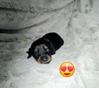 Shaggy, a male Miniature Dachshund for sale in Mulberry, FL – 1 of 5