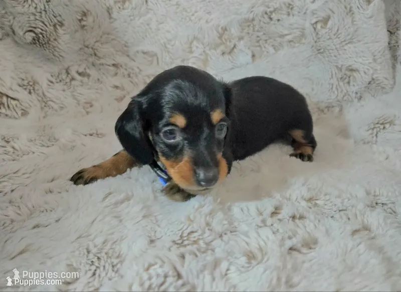 Shaggy – Miniature Dachshund puppy for sale in Mulberry, FL