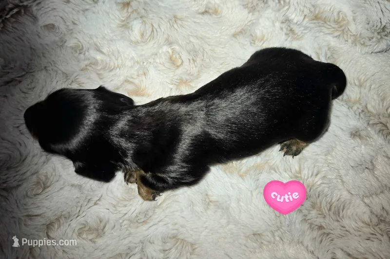 Fred – Miniature Dachshund puppy for sale in Mulberry, FL