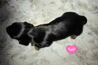 Fred, a male Miniature Dachshund for sale in Mulberry, FL – 1 of 7